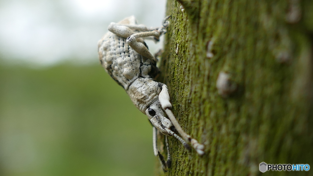 シロコブゾウムシ