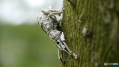 シロコブゾウムシ