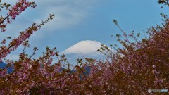 ＠神奈川県松田町