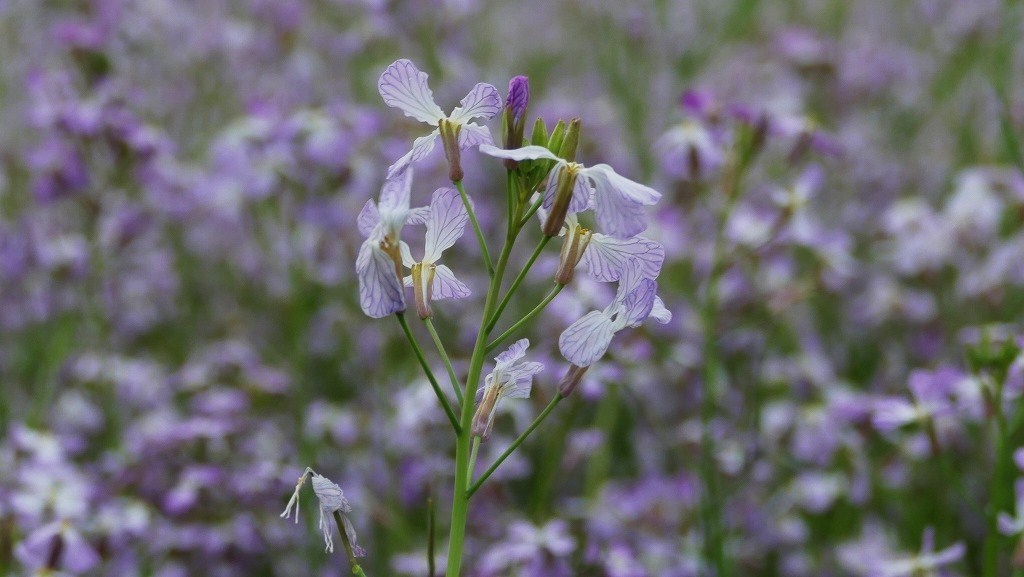 ムラサキの誘惑