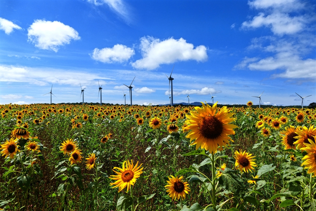 風車とヒマワリと青い空と