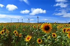 風車とヒマワリと青い空と