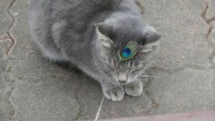 P1150769　＠石筵ふれあい牧場