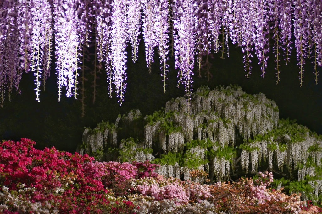 あしかがフラワーパーク１１