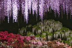 あしかがフラワーパーク１１