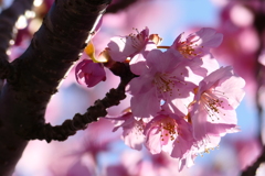河津桜