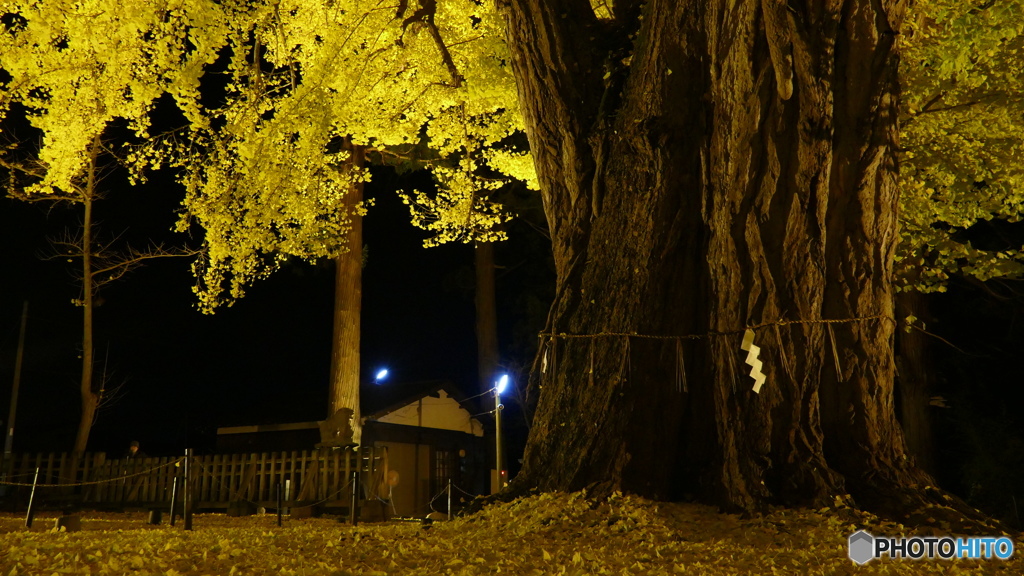 長床の大イチョウ ７