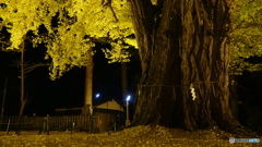 長床の大イチョウ ７