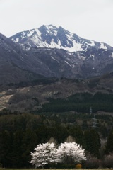 桜と磐梯山と