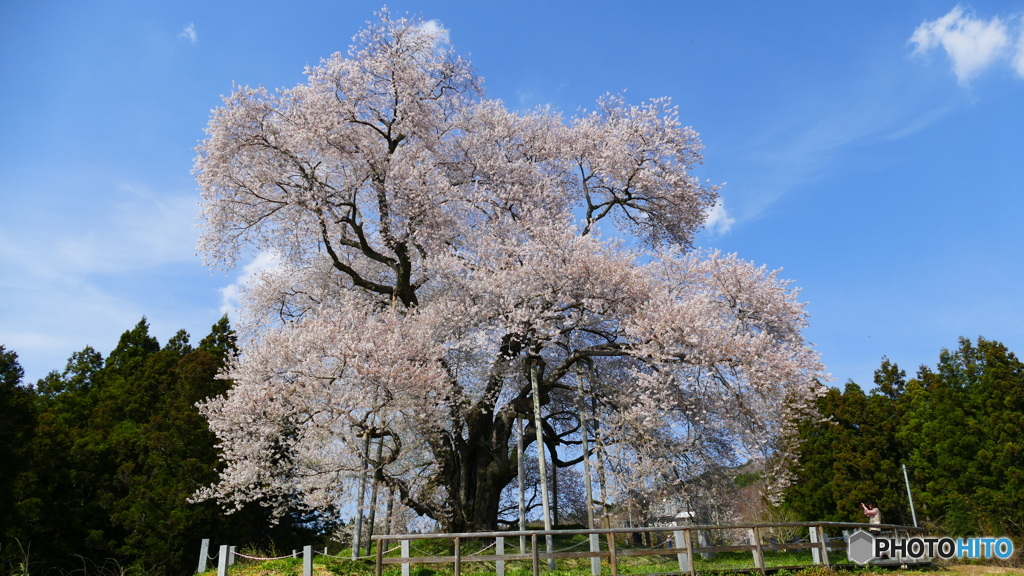 戸津辺の桜@矢祭町