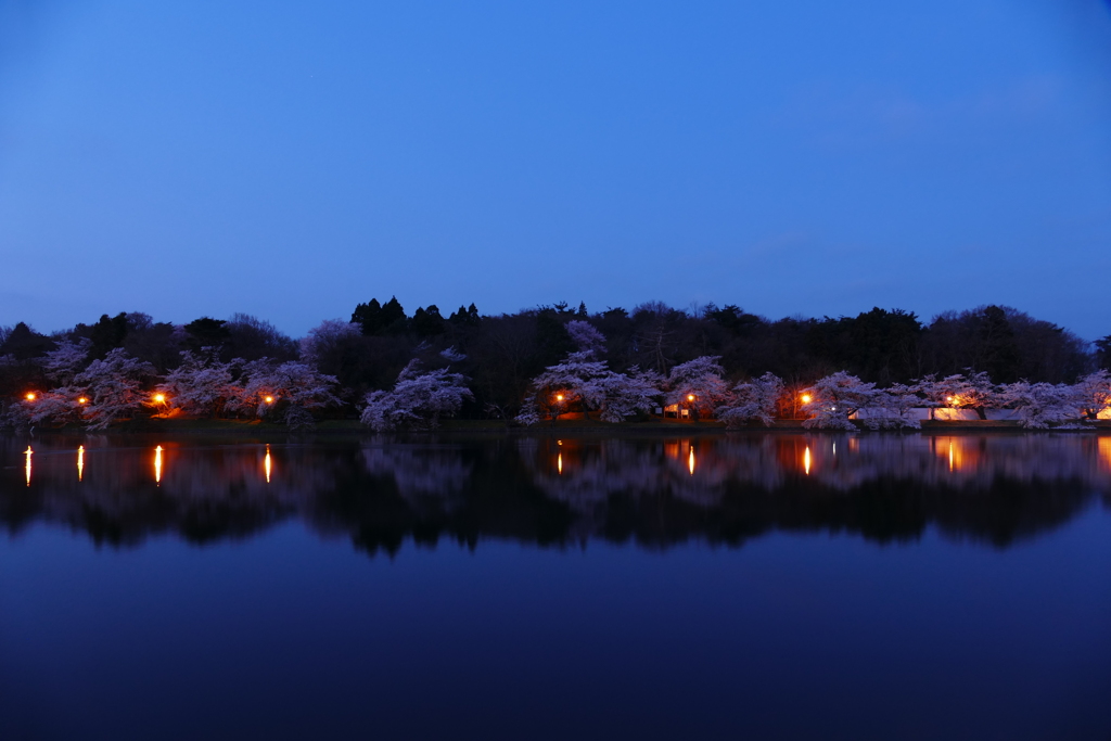 夜桜リフレクション２