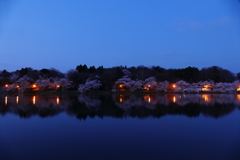 夜桜リフレクション２