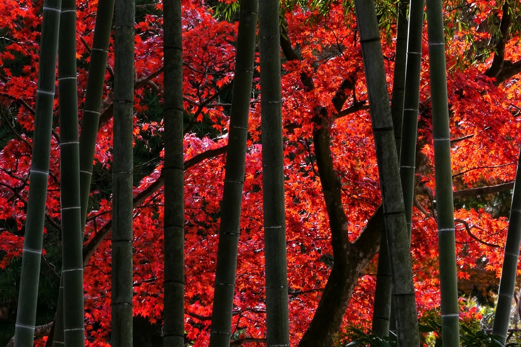 須賀川牡丹園２