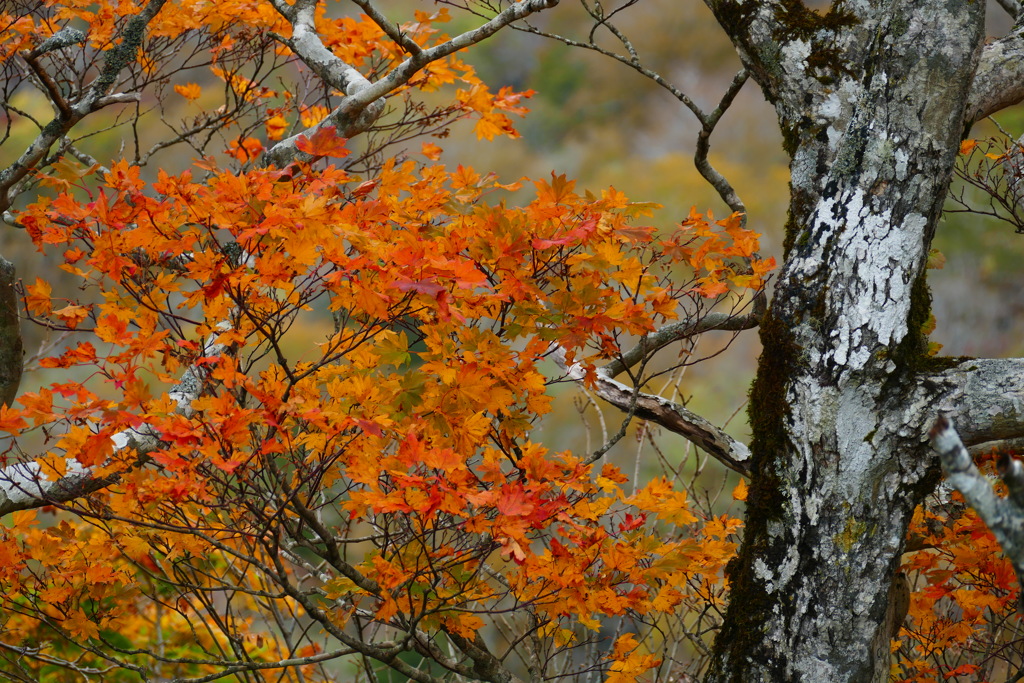 スカイライン２