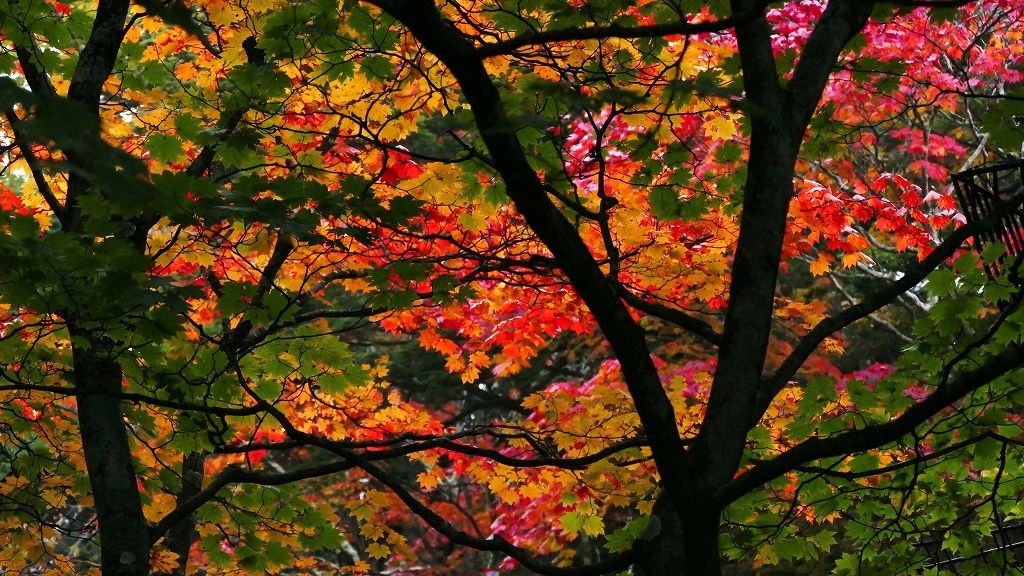 P1140957　奥日光