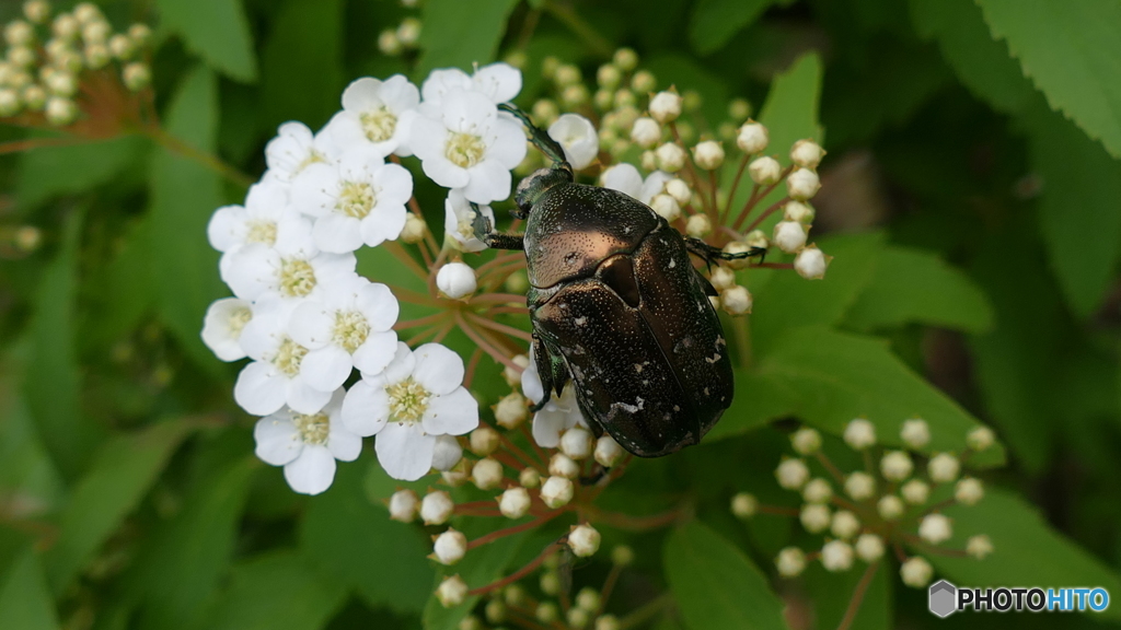 自宅の庭に、ハナムグリ(*^^*)