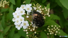 自宅の庭に、ハナムグリ(*^^*)