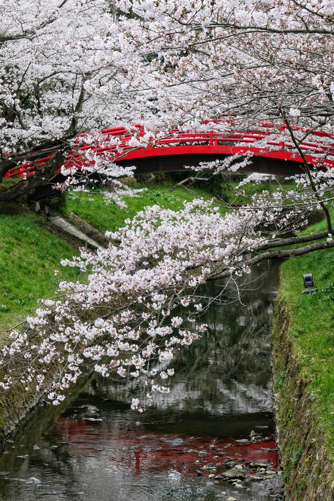 翠ヶ丘公園③