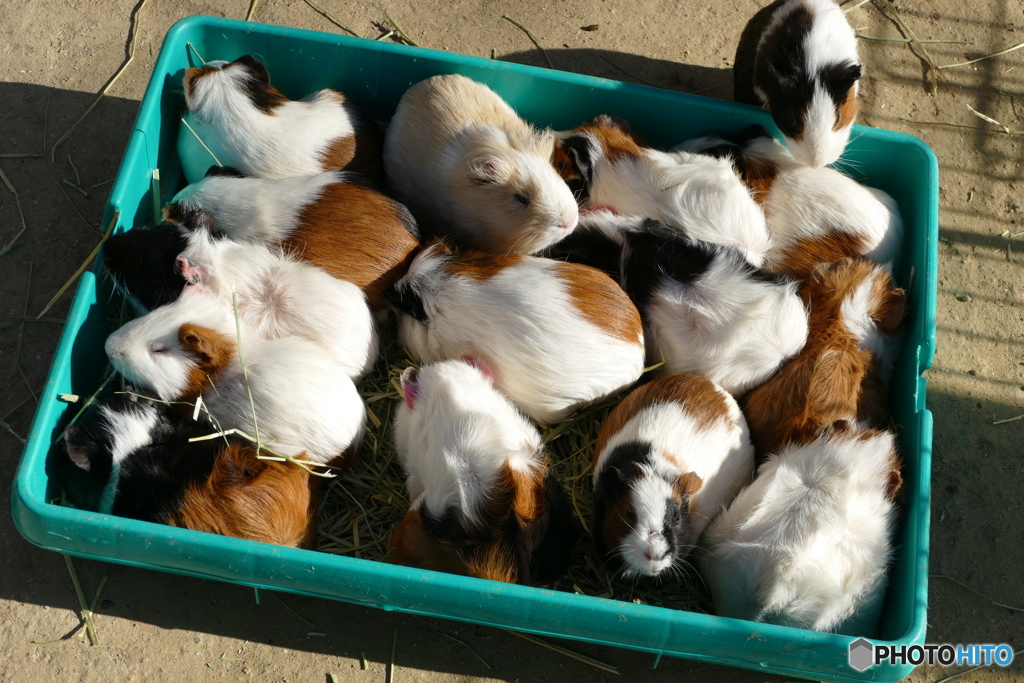 おいらも入れてくれ～