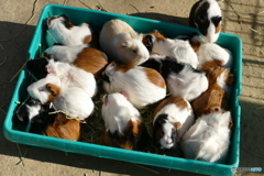 おいらも入れてくれ～