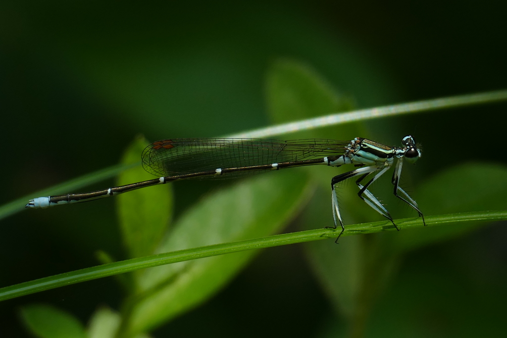 緑の中に、ひっそりと