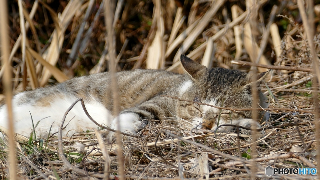 暖かな日（野良ニャンも、日向ぼっこ）