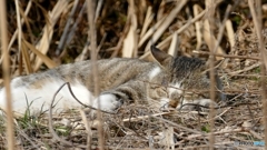 暖かな日（野良ニャンも、日向ぼっこ）