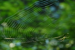 獲物まだかな？