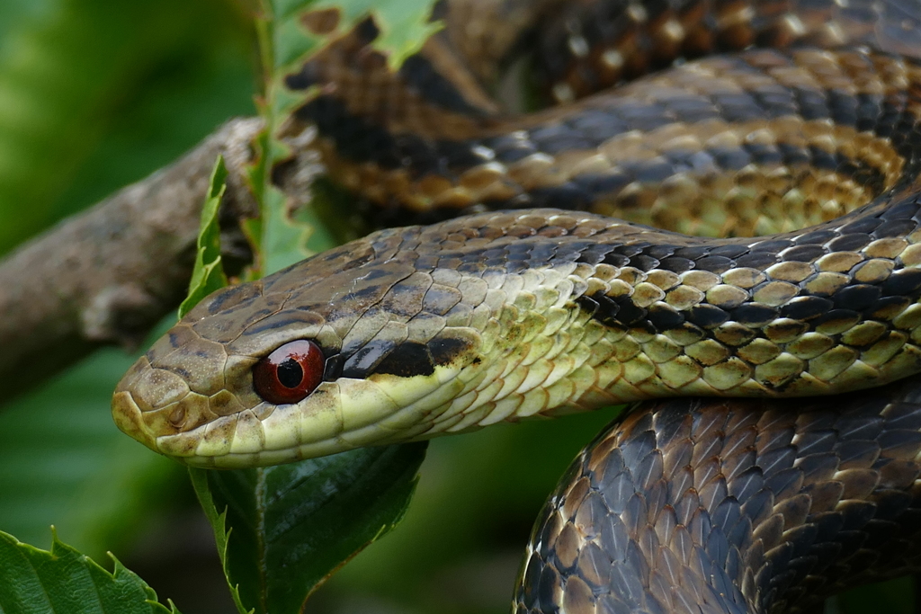 目ぢからグイグイ