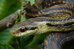 目ぢからグイグイ