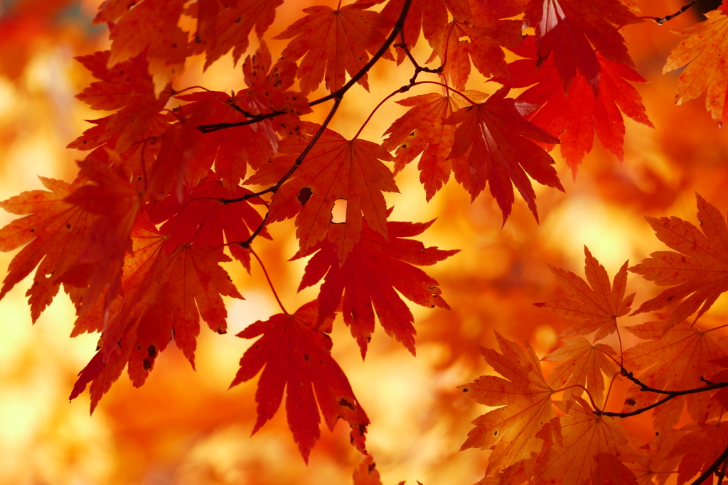 紅葉２