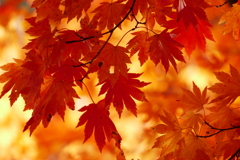 紅葉２