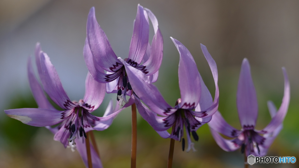 ＠城山カタクリの里