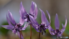 ＠城山カタクリの里