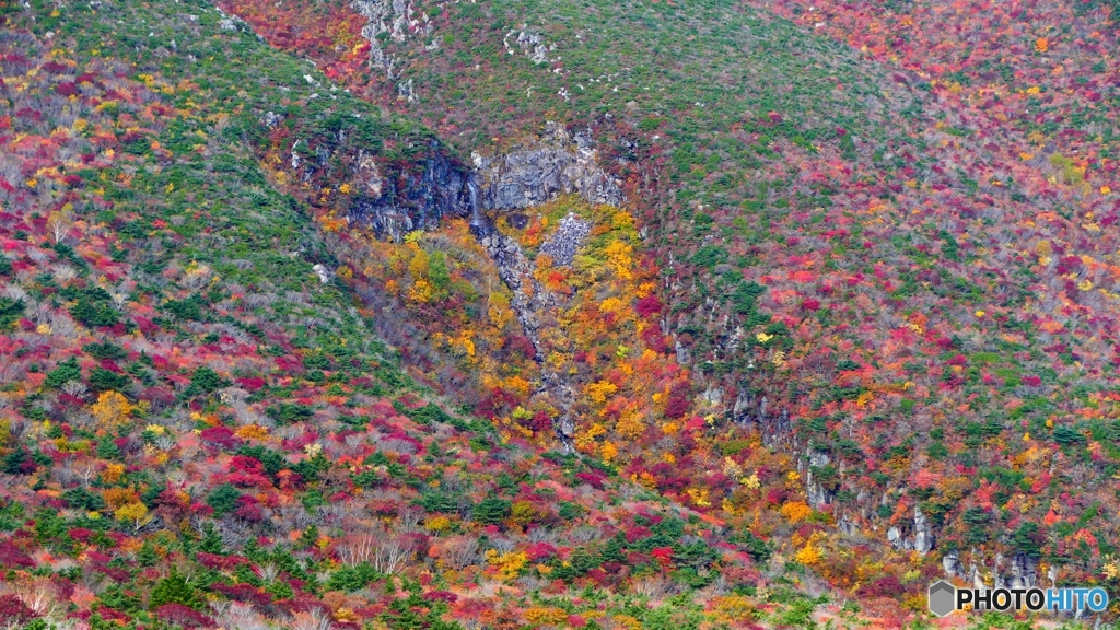 五葉松平アップ
