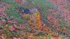 五葉松平アップ