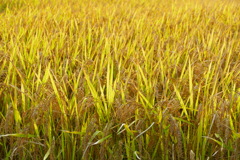 笹に黄金が、、、