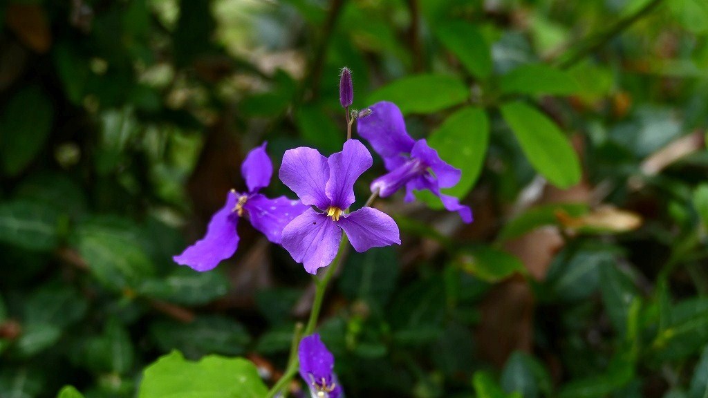 あでやかなムラサキ