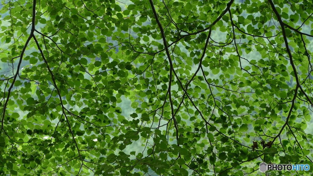 20160725ミドリマブシク@南会津