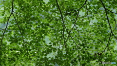 20160725ミドリマブシク@南会津