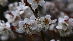 ローキーで春の花々