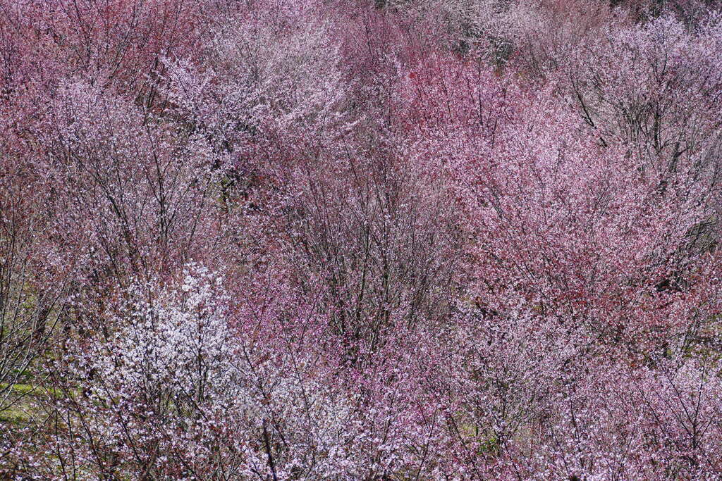 桜峠 ４