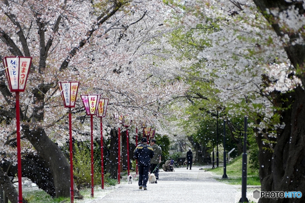 桜吹雪
