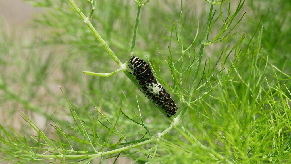 近所散策０５２８