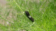 近所散策０５２８