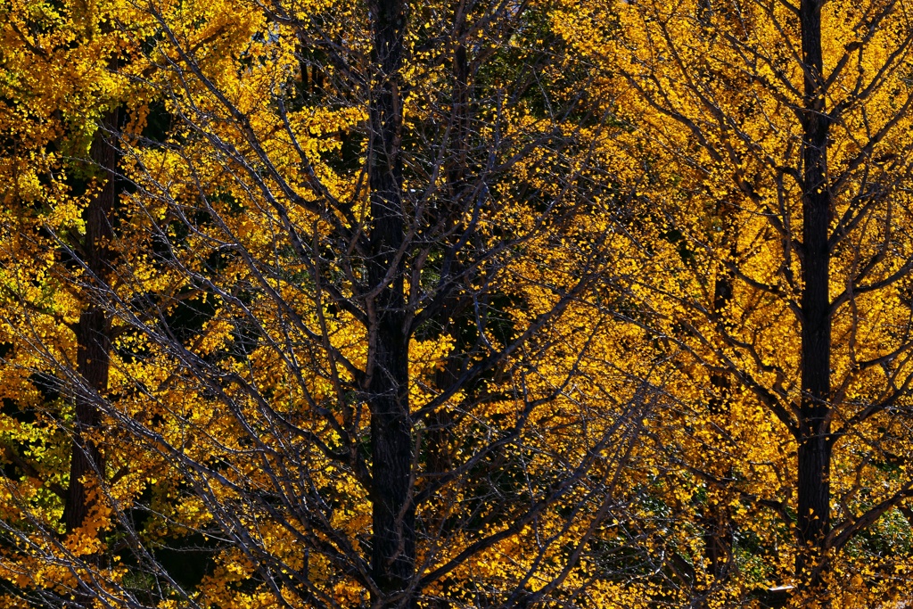 イチョウ並木３