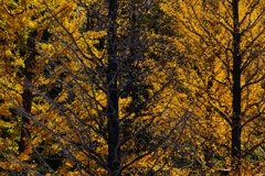 イチョウ並木３