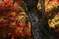 巨木と紅葉