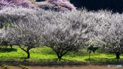 ＠神奈川県湘南平