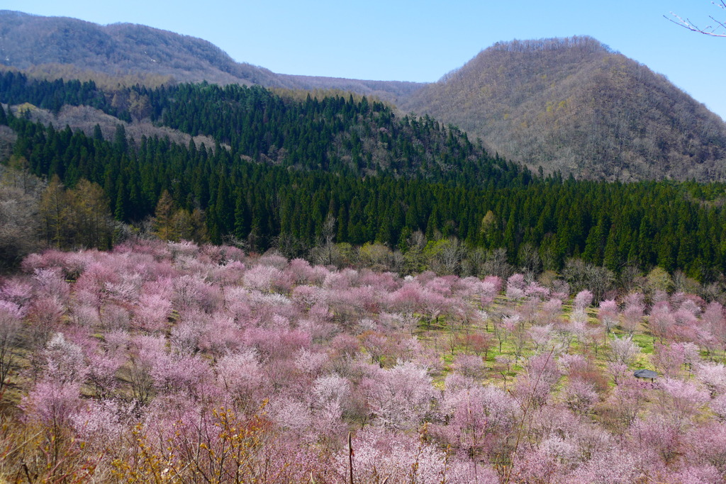 桜峠 ２